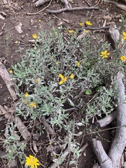 Heterotheca villosa