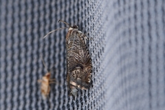 Ofatulena duodecemstriata