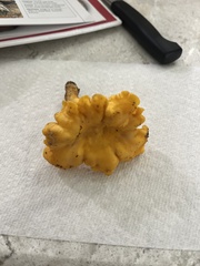 Cantharellus lateritius