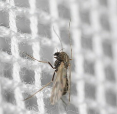 Polypedilum nubiferum