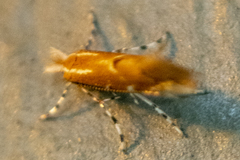 Cremastobombycia solidaginis