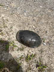 Emydoidea blandingii