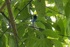 Tersina viridis