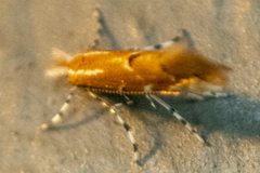 Cremastobombycia solidaginis