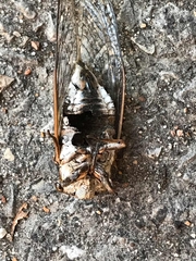 Massospora