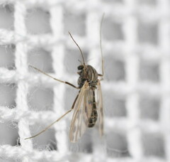 Polypedilum nubiferum