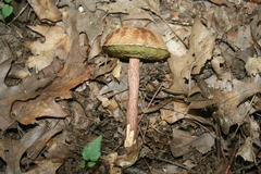 Aureoboletus russellii