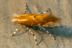 Cremastobombycia solidaginis