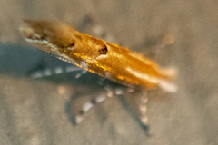 Cremastobombycia solidaginis