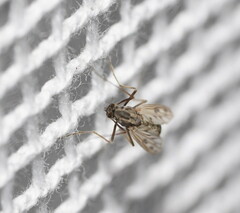 Polypedilum nubiferum