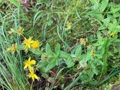 Hypericum ellipticum