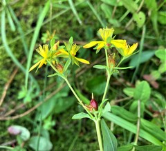 Hypericum ellipticum