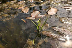 Sparganium emersum