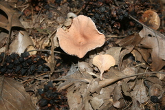 Lactarius