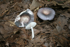 Russula cyanoxantha