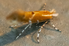 Cremastobombycia solidaginis