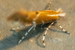Cremastobombycia solidaginis