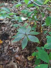Medeola virginiana