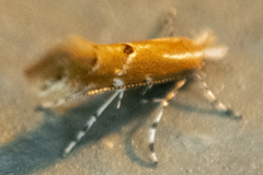 Cremastobombycia solidaginis