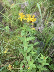 Hypericum ellipticum