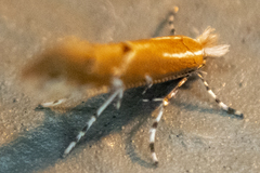 Cremastobombycia solidaginis