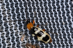 Paranapiacaba tricincta