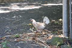 Gallus gallus domesticus