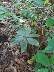 Medeola virginiana