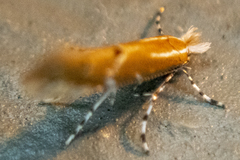 Cremastobombycia solidaginis