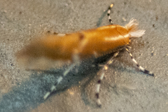 Cremastobombycia solidaginis