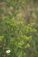Solidago riddellii