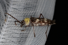 Megacyllene antennata