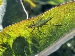 Oecanthus nigricornis