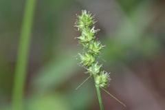 Carex austrina