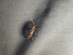 Ortholeptura valida