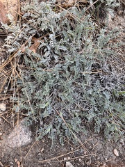 Astragalus leucolobus