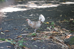 Gallus gallus domesticus