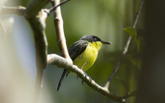 Todirostrum cinereum