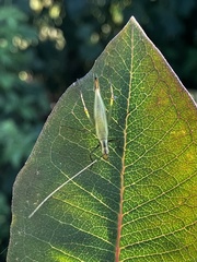 Oecanthus nigricornis