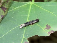 Acronicta funeralis