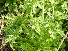 Acicarpha tribuloides