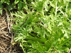 Acicarpha tribuloides