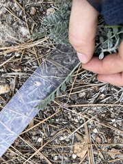 Astragalus leucolobus