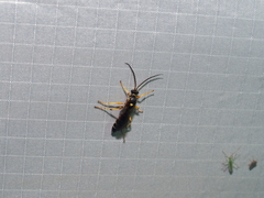 Ichneumonina