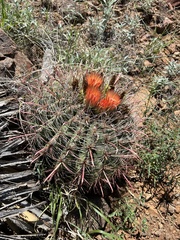 Ferocactus wislizeni