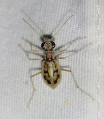Ellipsoptera lepida