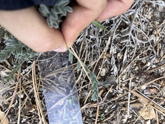 Astragalus leucolobus