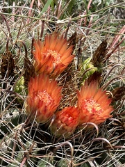 Ferocactus wislizeni