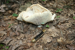 Lactifluus piperatus