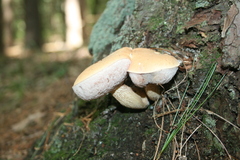 Tylopilus felleus